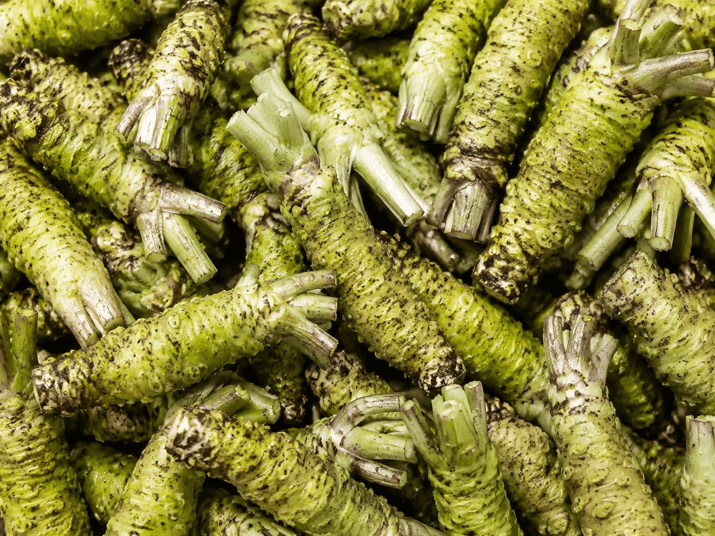 Wasabi