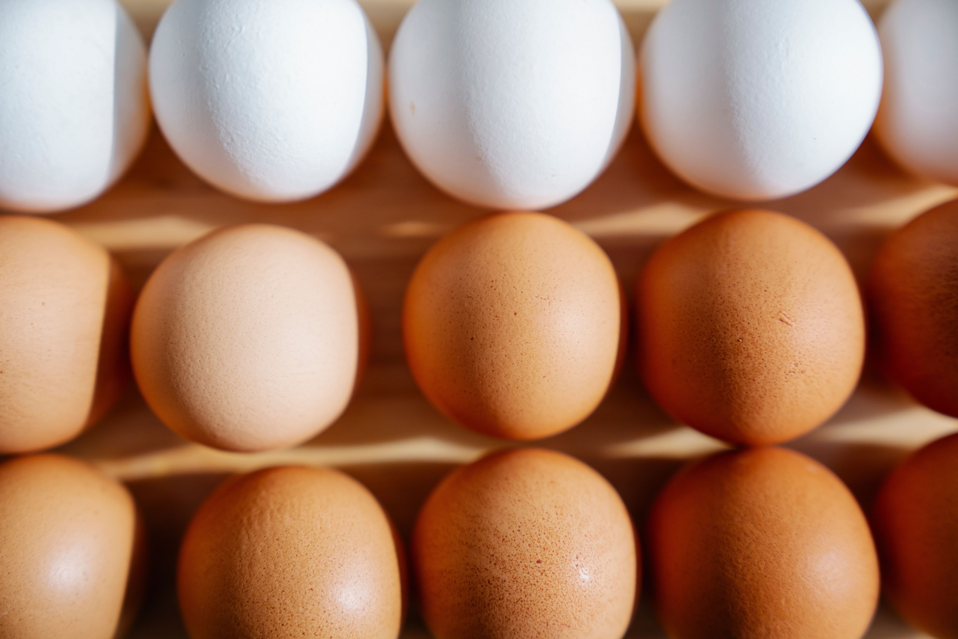 Egg