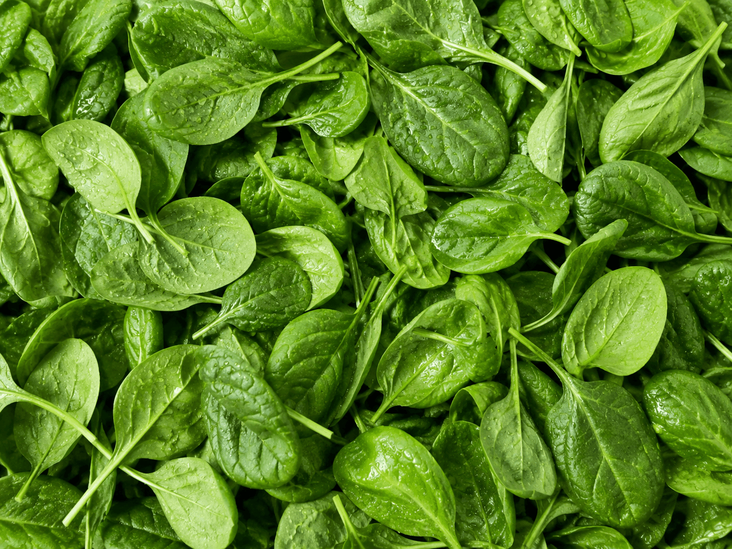 Baby Spinach