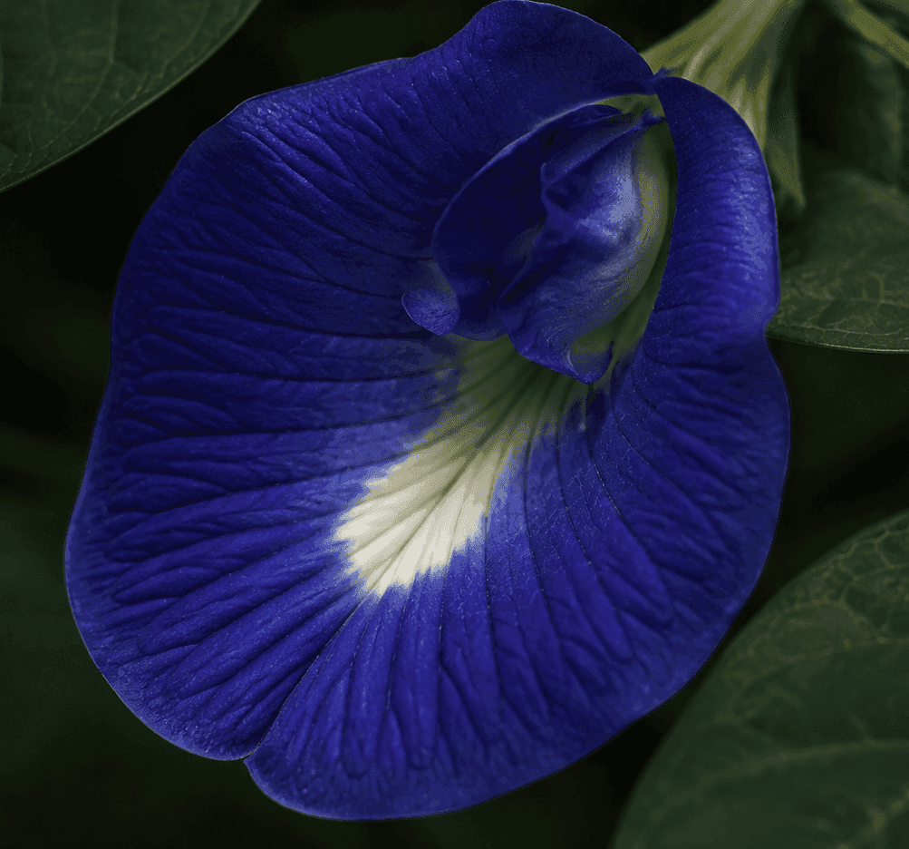 Butterfly Pea Flower