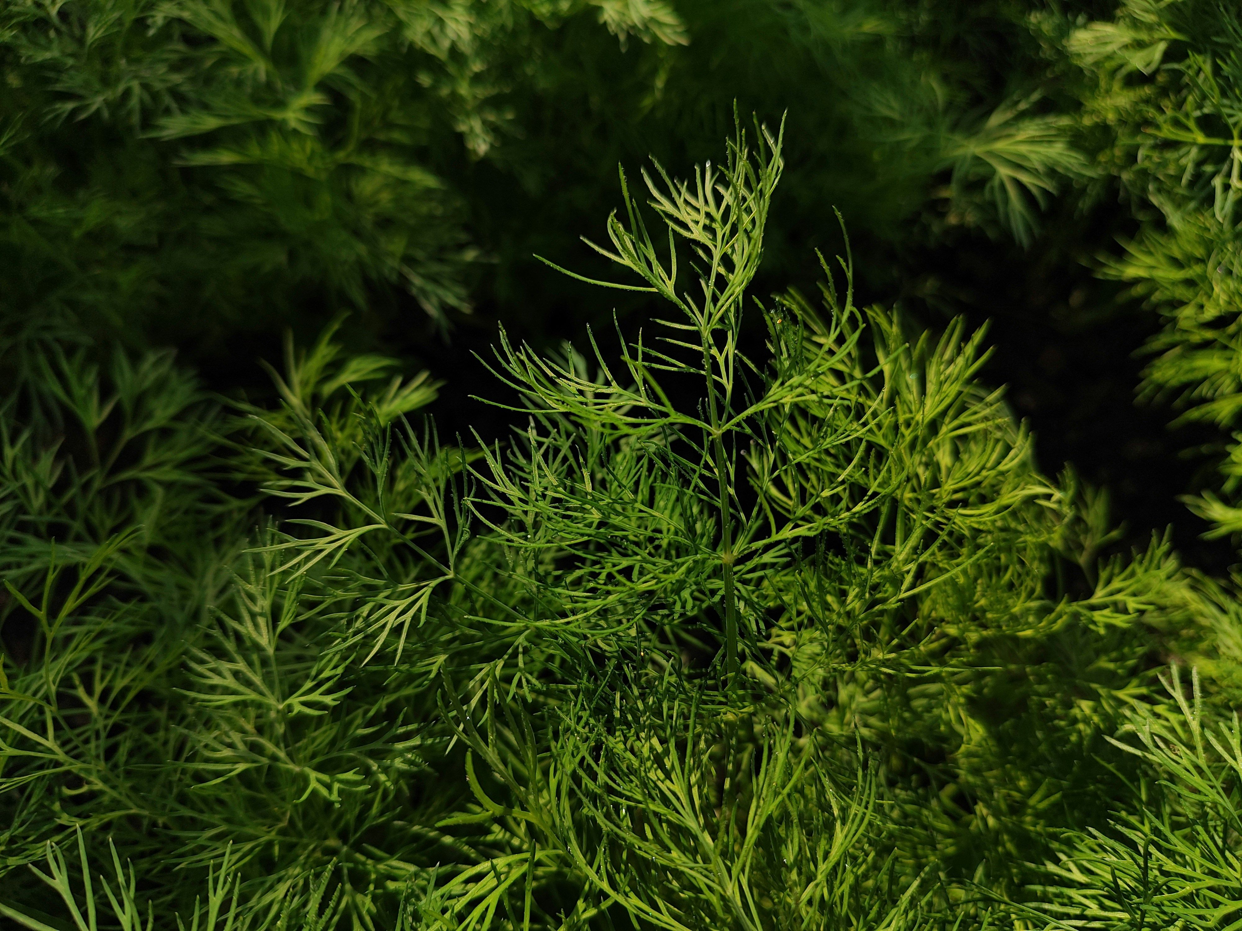 Dill