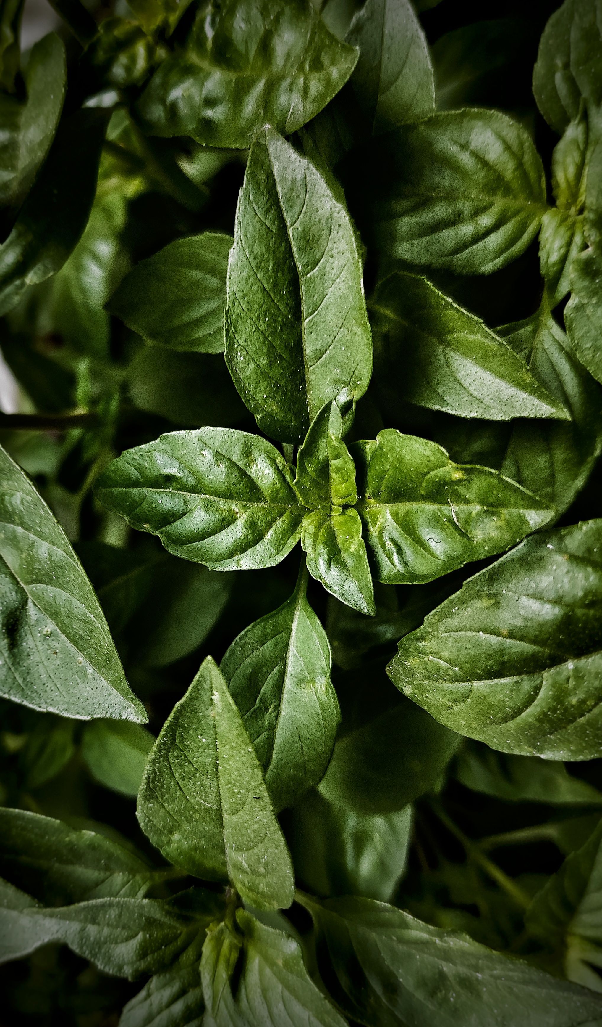 Basil Pesto